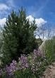 Bosnian Pine Tree Two Gallon by Monrovia