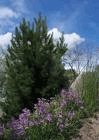 Bosnian Pine Tree Two Gallon