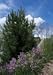 Bosnian Pine Tree Two Gallon