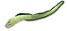 Moray Eel - 54 Inch