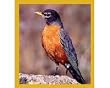 American Robin Fridge Magnet