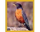 American Robin Fridge Magnet