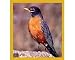 American Robin Fridge Magnet