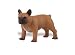 Safari: French Bulldog