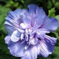 21bRZR7nmeL. SL160  1 Double Violet Rose of Sharon 2 3 bareroot bush Reviews