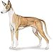 The American Kennel Club : IBIZAN HOUND