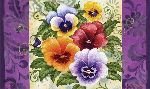 Pansy Welcome