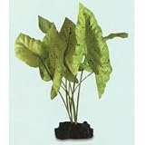 SeaGarden Green Tiger Lotus - Medium - 10 in.
