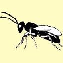 Fly Parasites - 15000 ct.