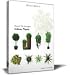 DOSCH Viz-Images: Indoor Plants
