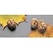 Praying Mantis Egg Cases