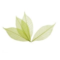 10 Deko - Bl�tter 14 cm x 6 cm hellgr�n.