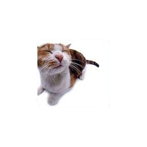 Pet Me Cat Mouse Pad by Allsop