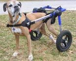 Dog Wheelchair Made By Walkin' Wheels - Large