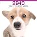 dogs49  - Welsh Corgi 2010 Wall Calendar