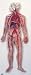Anatomy of the Circulatory System Model