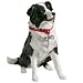 Sandicast Companion Size Border Collie Statue