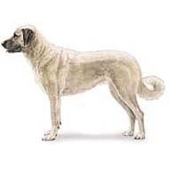 7.5cm x 5cm Acrylic Fridge Magnet-Anatolian Shepherd