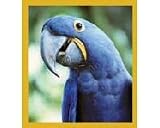 Macaw Hyacinth Blue Macaw Hyacinth Blue
