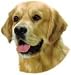 golden retriever - Golden Retriever Bumper Magnet2008