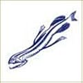 The Squid