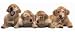 Golden-Retriever-Puppies-Shaped-Puzzle