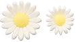 Wilton Icing Daisies - White
