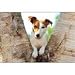 Jack Russell Terrier 1000 Piece Puzzle