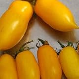 Tomato Banana Legs x 20 seeds FREEPOST UK
