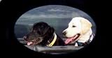 AIRBRUSHED LICENSE PLATES - LABRADOR RETRIEVER LICENSE PLATE - #99