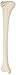 3B Scientific A35/3R Right Tibia Model