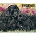 Just Newfoundlands 2009 Wall Calendar