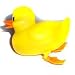 Swimming Duck!