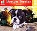 boston terrier - Boston Terrier 1000pc Puzzle