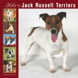Jack Russell Terriers 366 Days 2008 Square Wall
