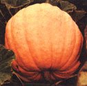 Pumpkins - Atlantic Giant Pumpkins Seeds