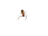 This pseudoscorpion lacks a tail and uses its claws to strike prey Photographic Poster Print by David Liittschwager, 64x48