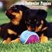 Rottweiler Puppies 2009 Mini Wall Calendar