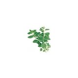 Physician's Strength Oil of Oregano (100% Wild) by North American Herb & Spice Co. - .45 fl. oz. (13