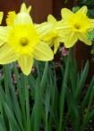 WILD YELLOW DAFFODIL BULBS