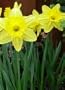 150 WILD YELLOW DAFFODIL BULBS