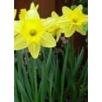 WILD YELLOW DAFFODIL BULBS by 