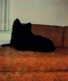 In Almost Every Picture 9 Black Dog