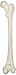 3B Scientific A35/1R Right Femur Model