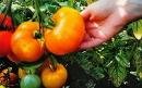 21dMEahIgKL. SL160  Golden Jubilee Tomato Seeds.