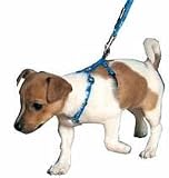 Welpen-Garnitur Halsband + Leine blau