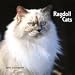 ragdoll1  - Ragdoll Cats 2010 Wall Calendar