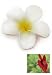 Hawaiian Hair Pick Foam Flower Plumeria White & Yellow