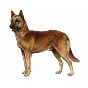 7.5cm x 5cm Acrylic Fridge Magnet-Malinois