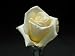Helmut Schmidt (Rosa Hybrid Tea) - Bare Root Rose